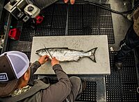 OUTDOOR EDGE Fish & Bone Folding Fillet Knife with 5.0" 440A Stainless Blade - Pocket Clip