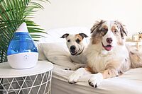 CRANE Droplet/Teardrop Ultrasonic Cool Mist Humidifier, 0.5 Gallon