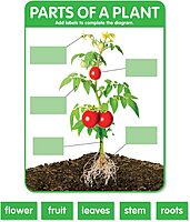 Scholastic Teachers Friend Early Science Concepts Bulletin Board Set, Preschool - Grade 2