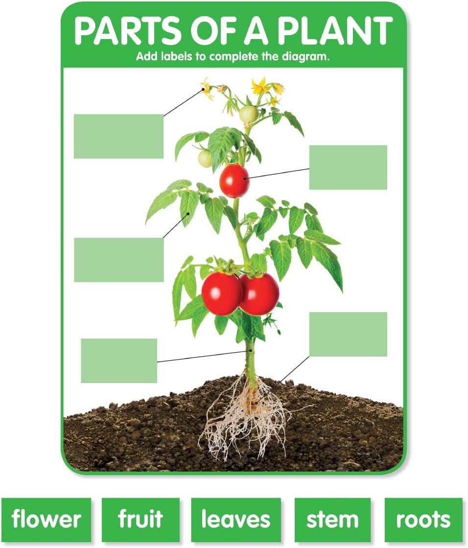Scholastic Teachers Friend Early Science Concepts Bulletin Board Set, Preschool - Grade 2