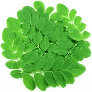 Drumstick Leaf