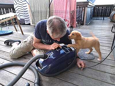 12.04.2026 Vom Welpen zum Familienhund Vorbereitung & Aufbau Teil 1 & Teil 2 31.05.2026 12.04.2026 Vom Welpen zum Familienhund Vorbereitung & Aufbau Teil 1 & Teil 2 31.05.2026