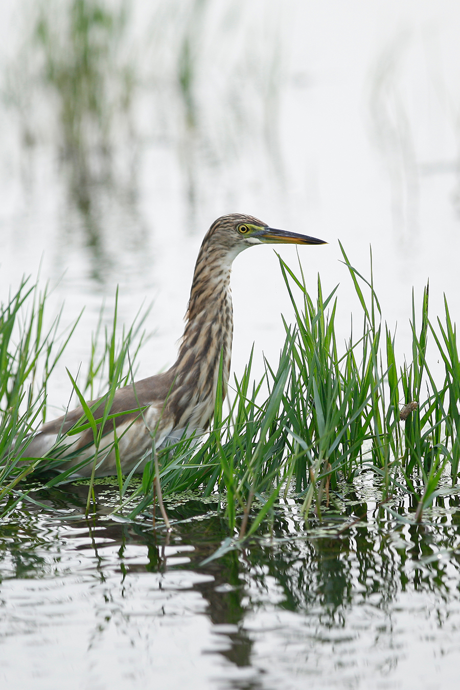 Pond Heron Pond Heron