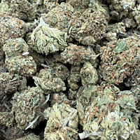 Northern Lights 2 Greenhouse