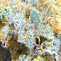 Invaders x Ghost Kong Indoor Hidropónica Premium