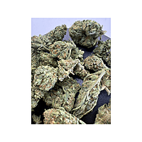 Blue Dream Greenhouse Exotic Living Soil