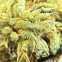 Dos Si Dos Greenhouse Select