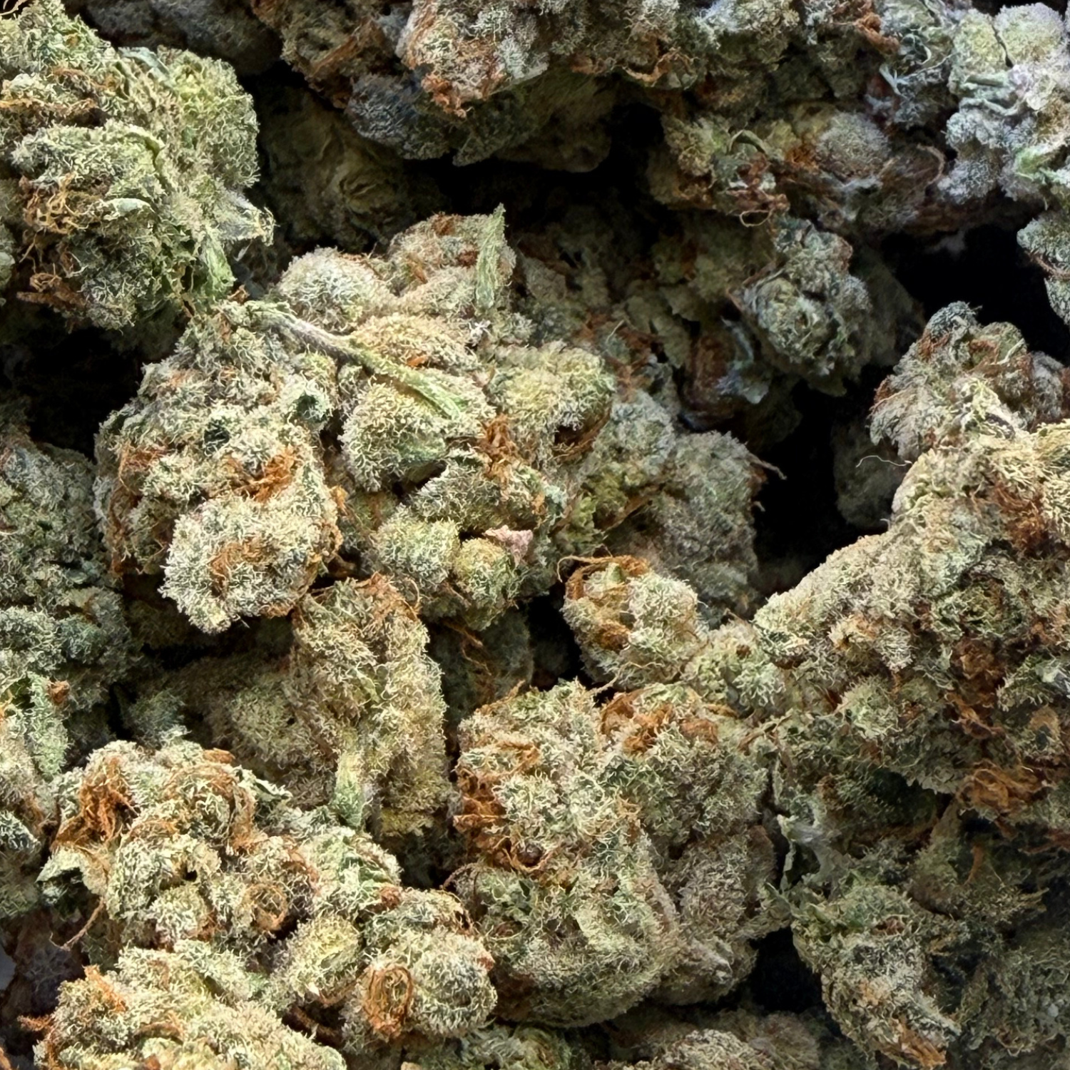 Holy Grail Kush Indoor Hidropónica