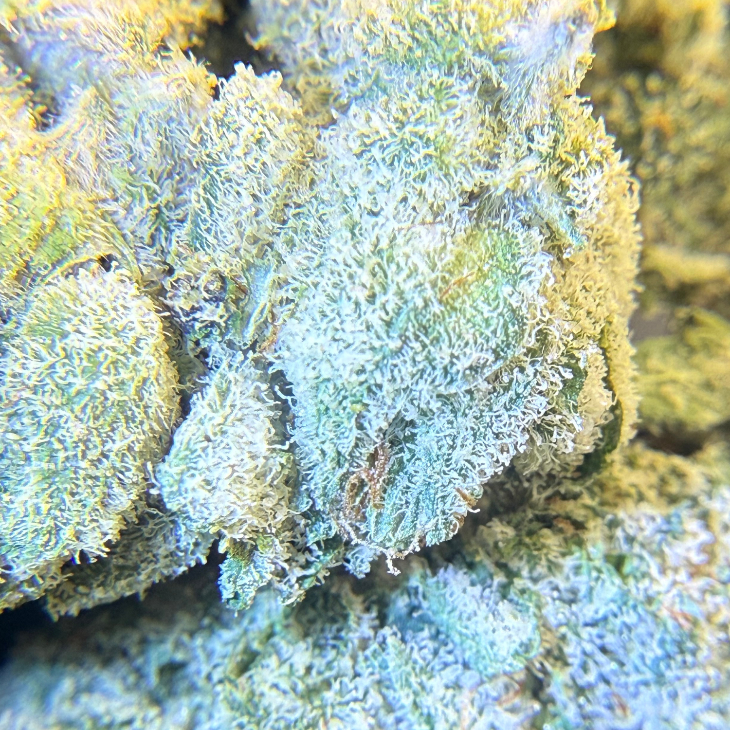 Super Lemon × Gary Payton Indoor Hidropónica
