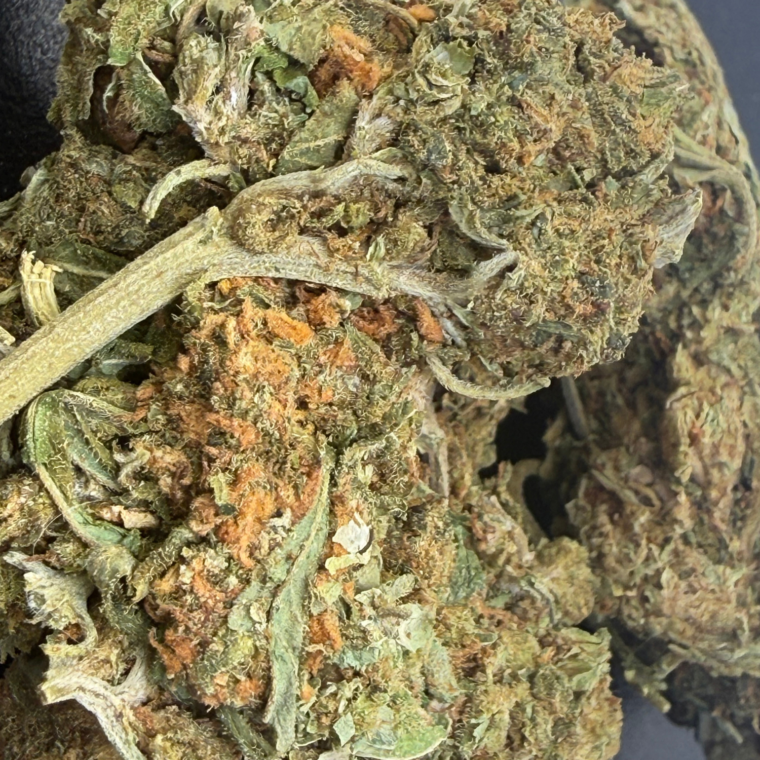 Northern Lights Exterior Regular
