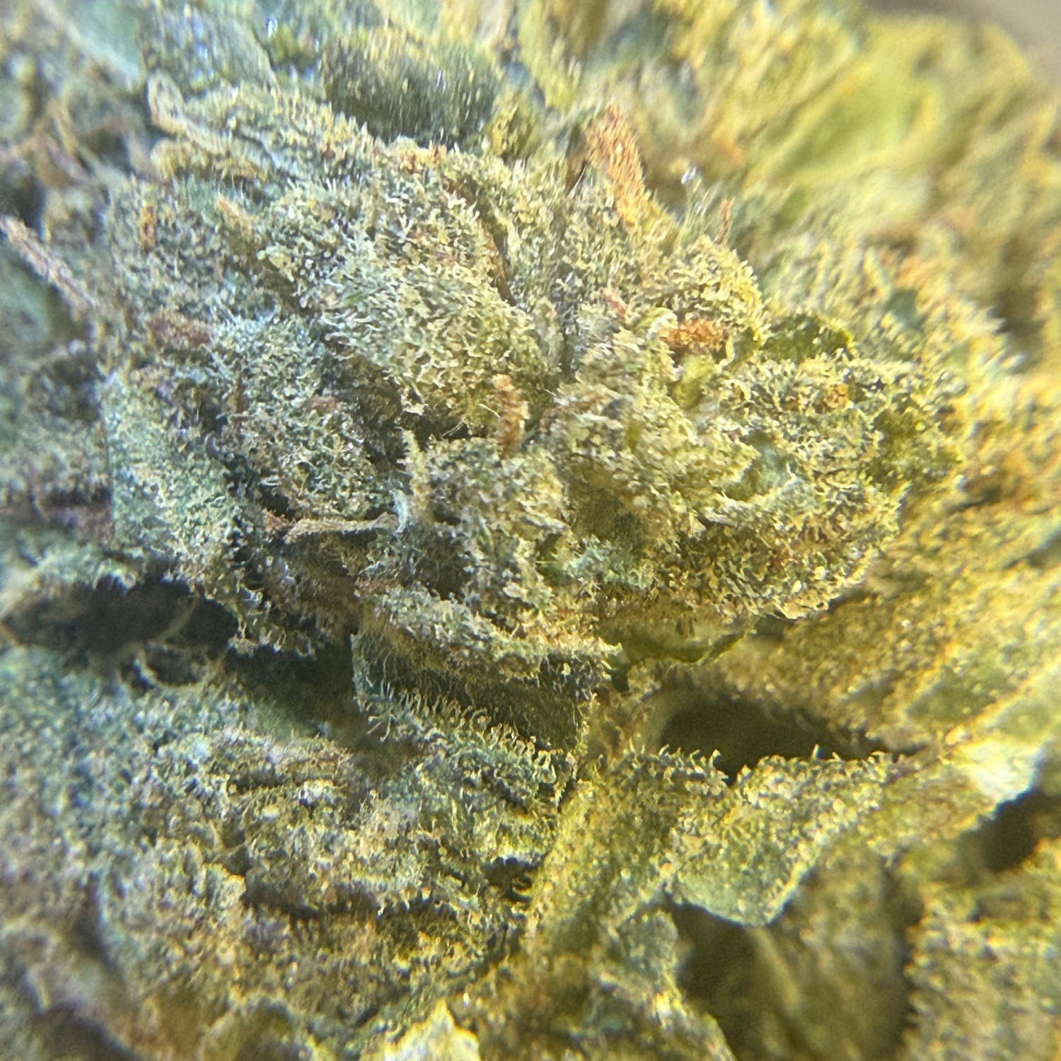 Peach Indoor Clásica