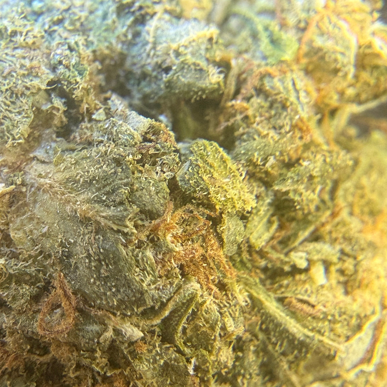 Kosher Kush Exterior Regular