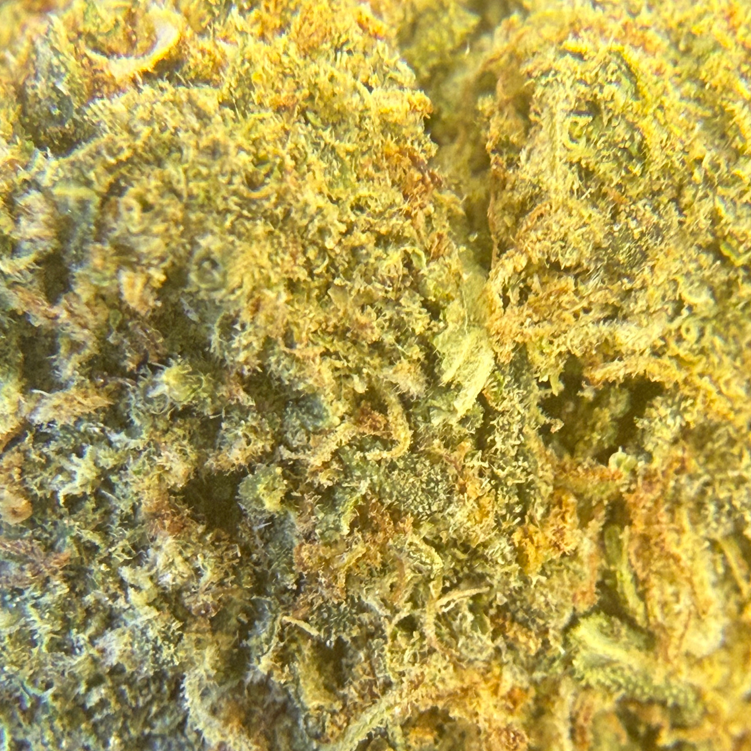 Gelato × Tropicana Indoor Clásica