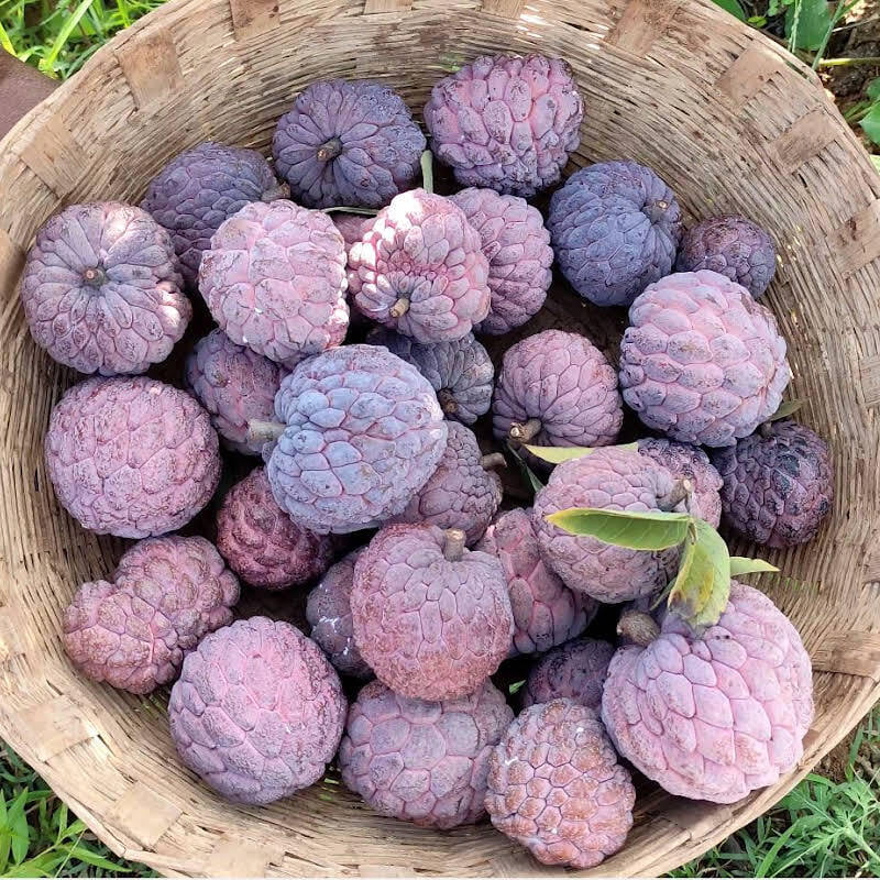 red custard apple ( சிகப்பு சீதா )