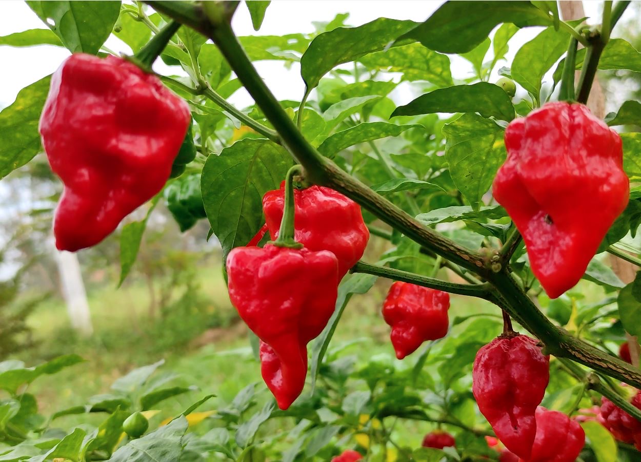 Ghee Chilli Red | நெய் மிளகாய் சிகப்பு