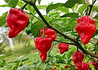 Ghee Chilli Red | நெய் மிளகாய் சிகப்பு