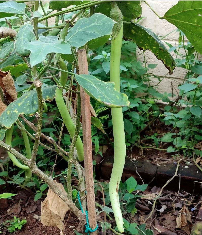 Snake Brinjal