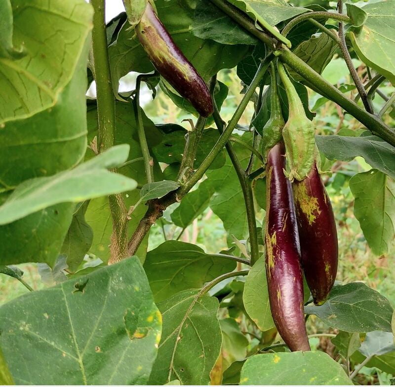 Venkeri Brinjal