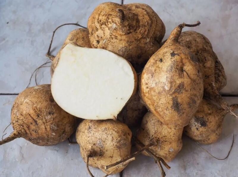 Jicama