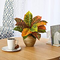 Nearly Natural 15in. Garden Croton Artificial Plant in Ceramic Planter (Real Touch) Orange 15in.
