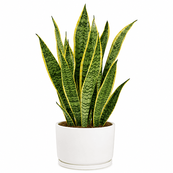 Snake plant with pot