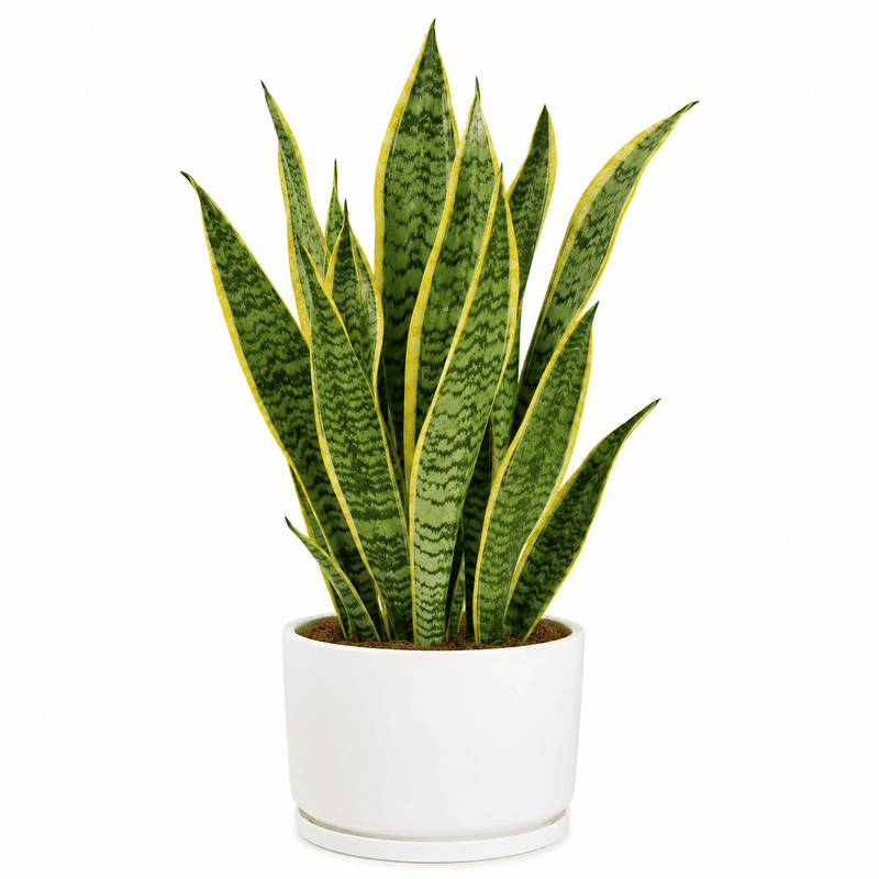 Snake plant with pot