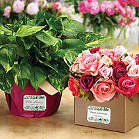 Avery Matte White Scalloped Rectangle Labels, Sure Feed Technology, 2 in x 3 in