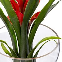 Nearly Natural Tropical Bromeliad 8inH Artificial Floral Arrangement With Angled Vase, 8inH x 6inW x 6inD, Red
