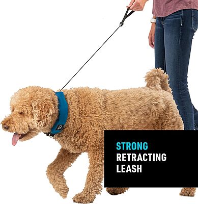 Nite Ize RadDog All-in-One Collar and Leash - Heavy-Duty Built-In 36-inch Retractable Leash