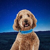 Nite Ize NiteDog Rechargeable LED Collar - Light Up Dog Collar with Durable Metal Buckle