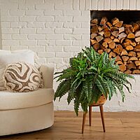 Nearly Natural 40IN Artificial Boston Fern Large Hanging Plant, Set of 2 Artificial Ferns that Look Real for Home Décor