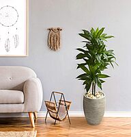 Nearly Natural 4ft. Dracaena Artificial Plant in Sand Colored Planter (Real Touch), Green