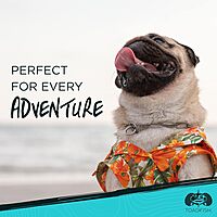 TOADFISH Non-Tipping Dog Bowl - Double-Walled Stainless Steel with SmartGrip