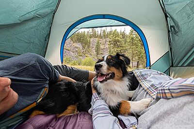 COLEMAN Skydome Tent with 5 Minute Setup, WeatherTec Waterproof System, Rainfly & Carry Bag