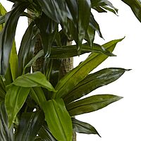 Nearly Natural 5-1/2ftH Polyethylene Cornstalk Dracaena Plant With Clay Planter, Black Wash/Green
