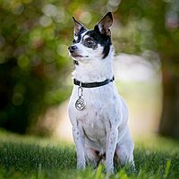 Nite Ize MicroLink Pet Tag Carabiner, Stainless Steel Cat and Dog Tag Clip, 2 Count (Pack of 1) LABEL