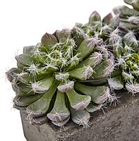 Nearly Natural Succulent 5-1/2inH Plastic Garden With Textured Concrete Planter, 5-1/2inH x 13-1/2inW x 4-1/2inD, Green