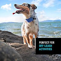 Nite Ize RadDog All-in-One Collar and Leash - Heavy-Duty Built-In 36-inch Retractable Leash