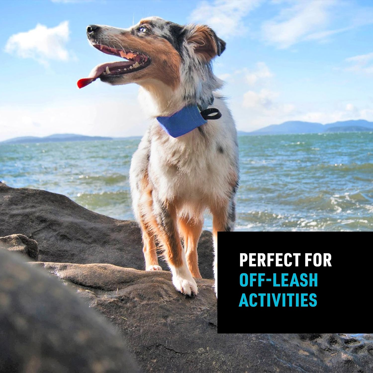 Nite Ize RadDog All-in-One Collar and Leash - Heavy-Duty Built-In 36-inch Retractable Leash