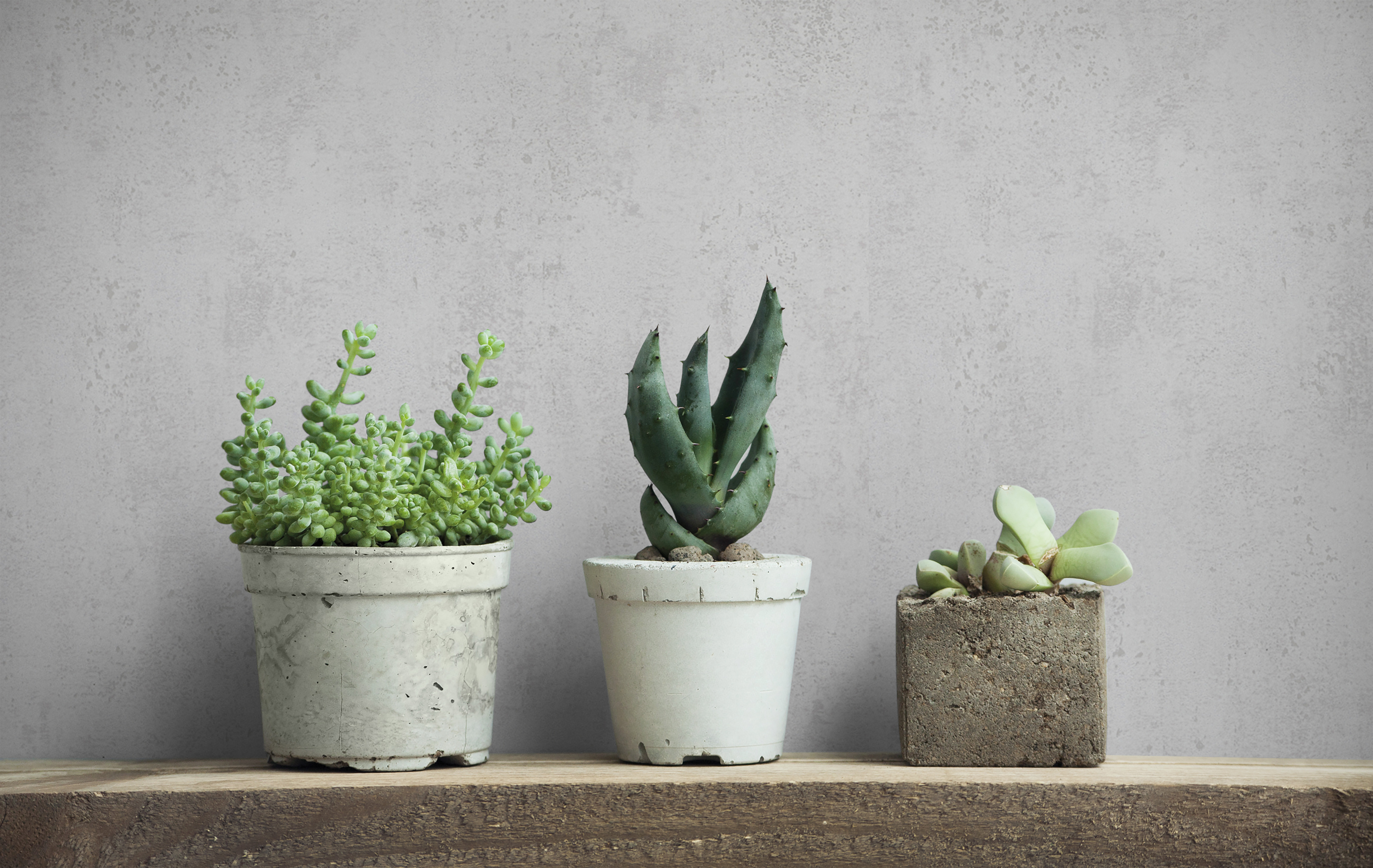 82396 Wallpaper Kylie