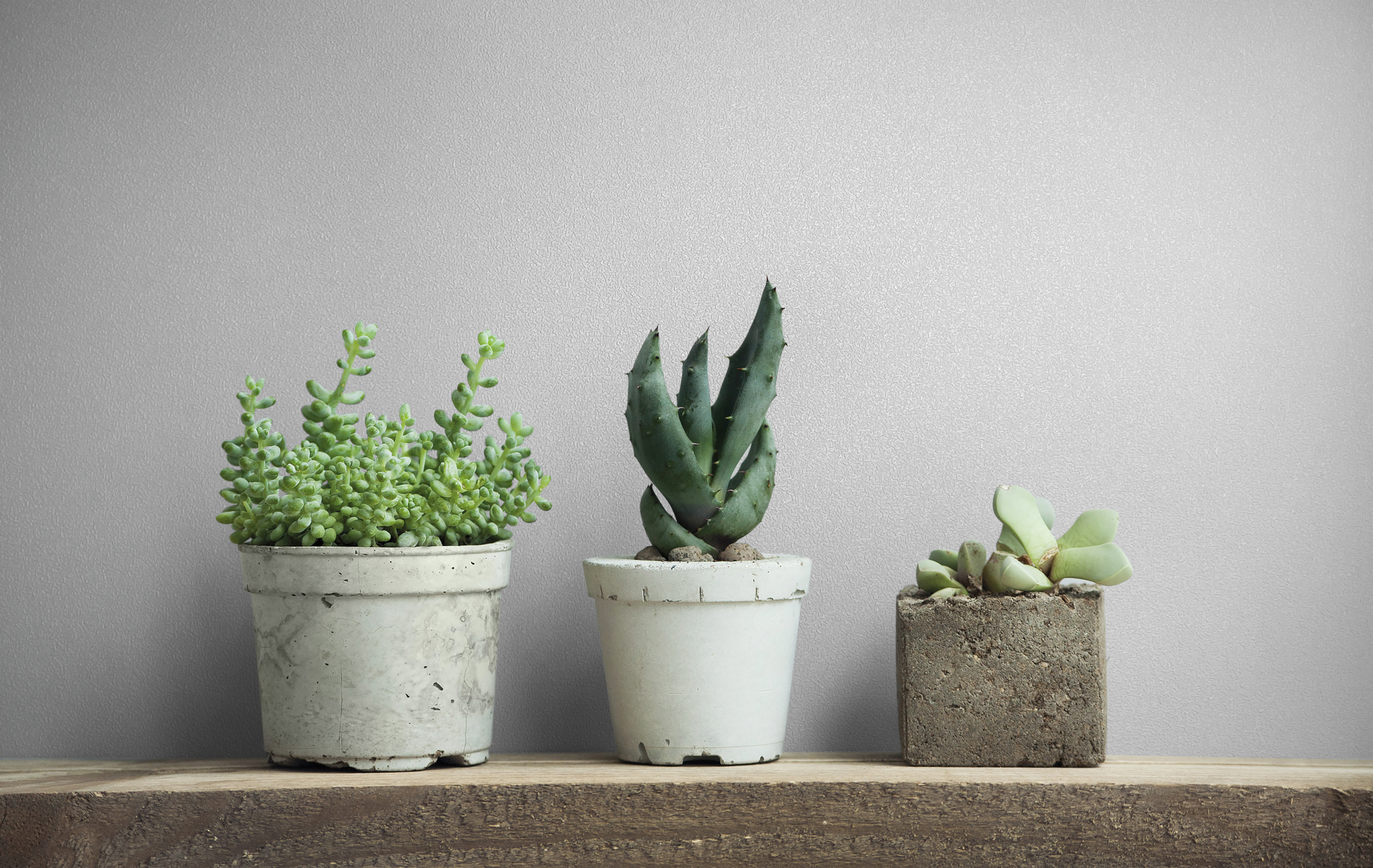 82529 Wallpaper Naomi