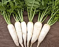 WHITE RADDISH | வெள்ளை முள்ளங்கி
