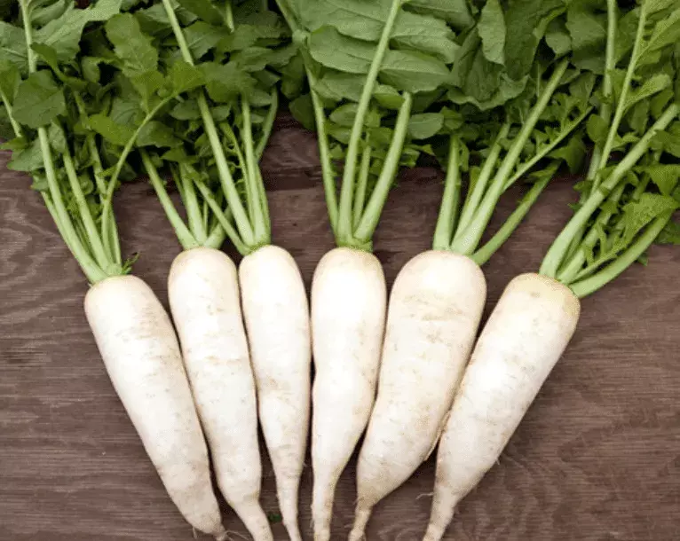 WHITE RADDISH | வெள்ளை முள்ளங்கி
