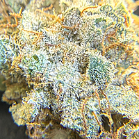 Invaders x Ghost Kong Indoor Hidropónica Premium