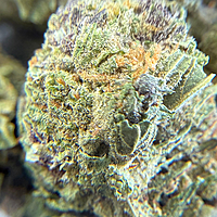 Dos Si Dos Greenhouse Select