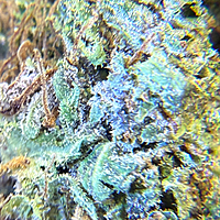 Cherry Pie Greenhouse Exotic