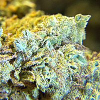 Maui Wowie Greenhouse Standard