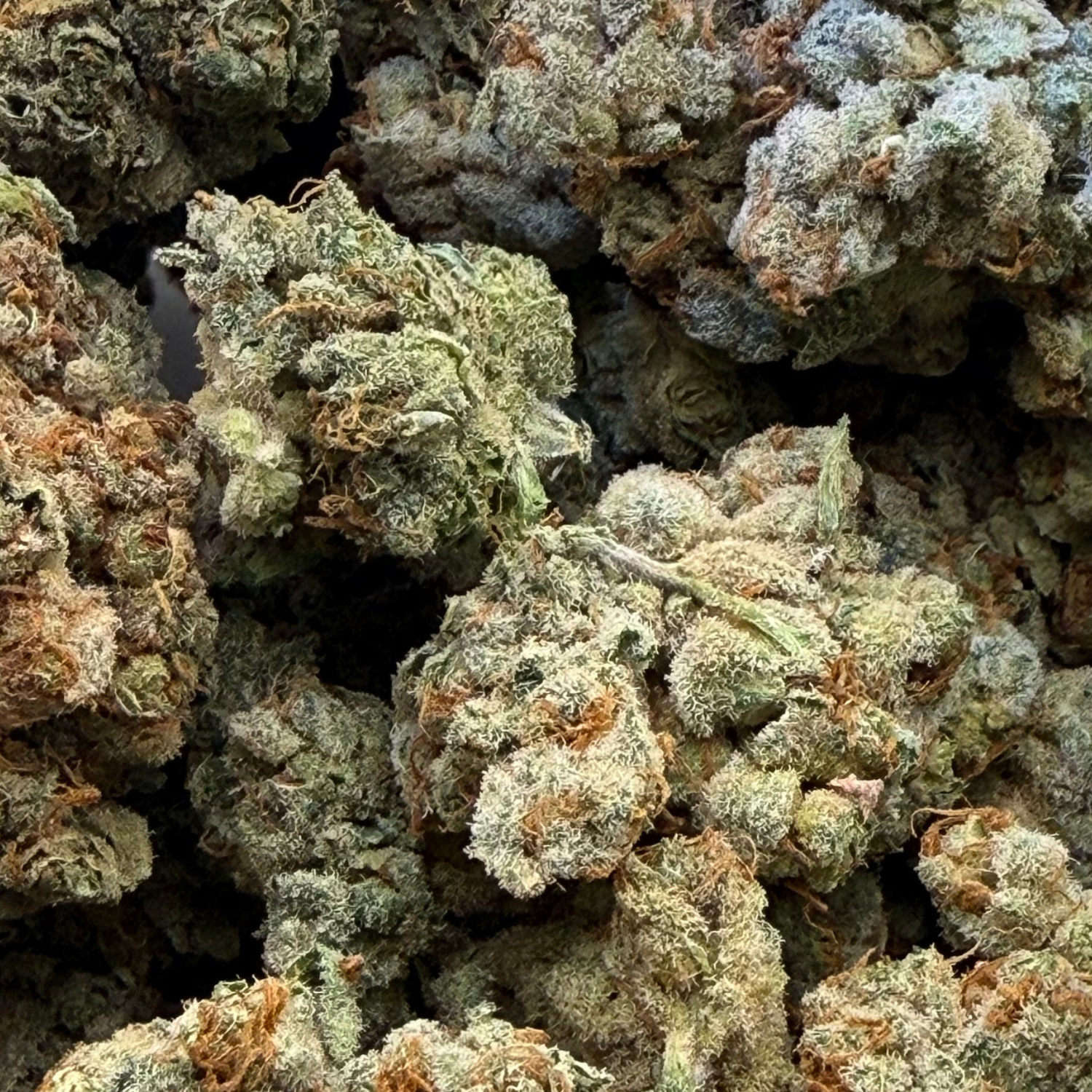 Holy Grail Kush Indoor Hidropónica