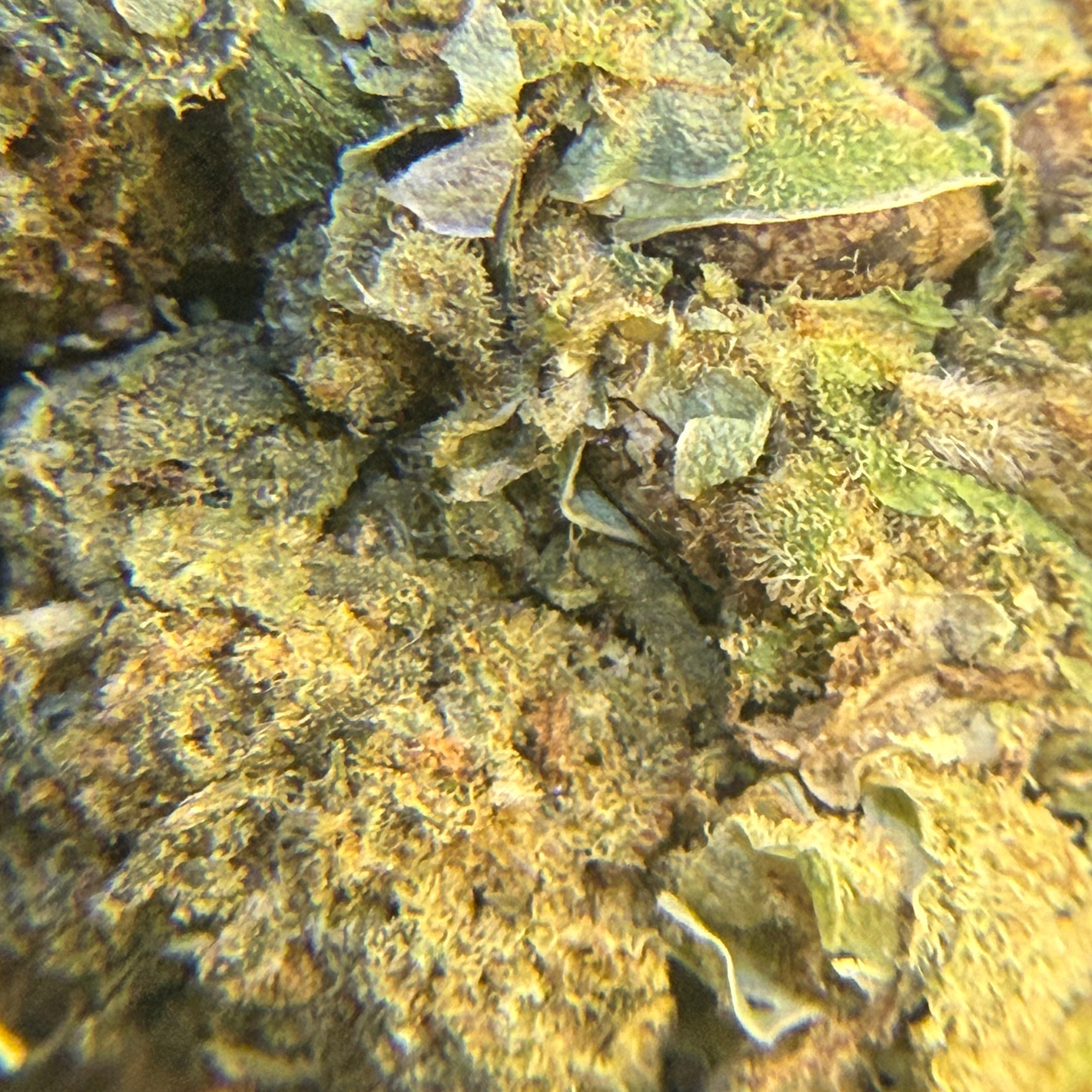 Northern Lights Exterior Regular