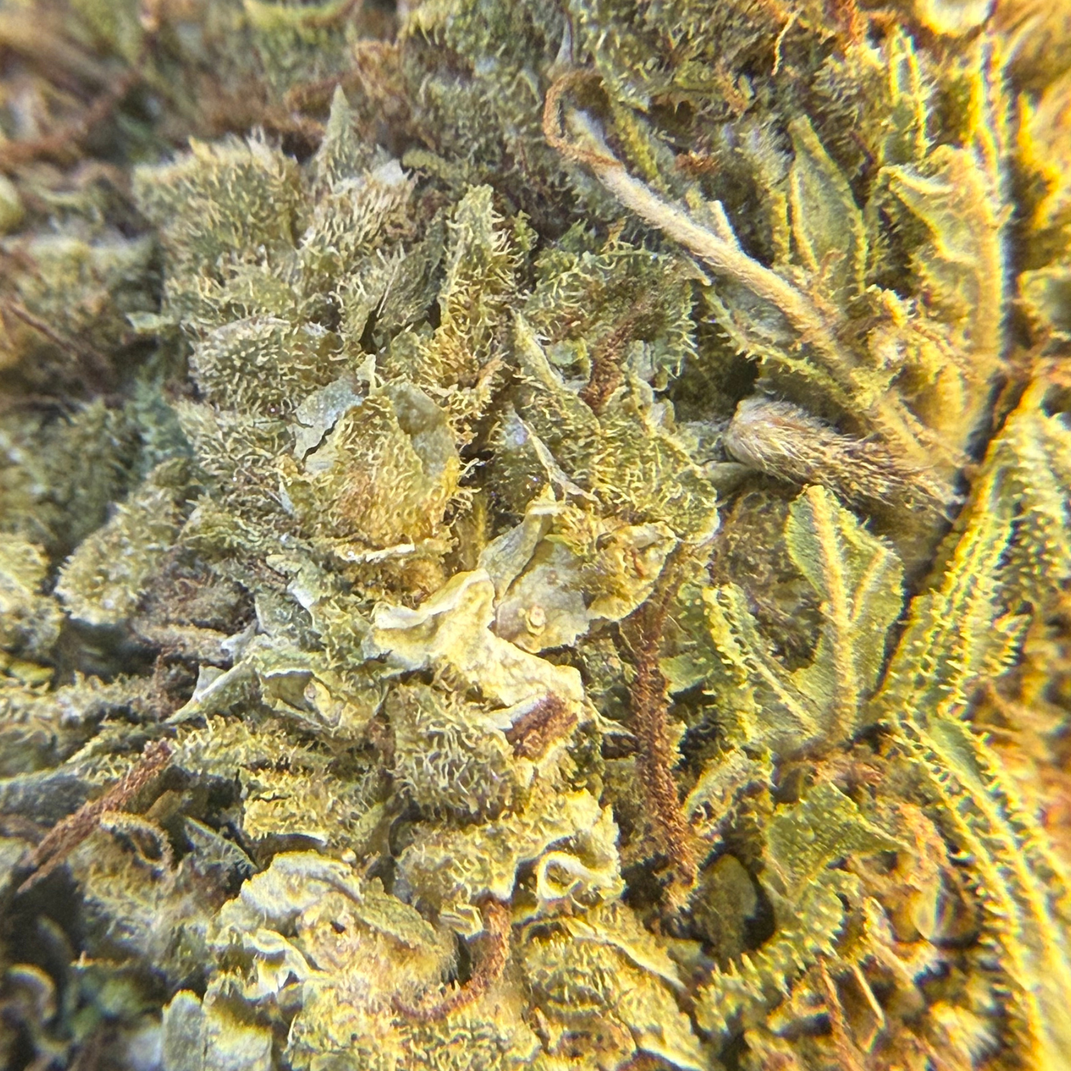 Pineapple Express flor exterior regular